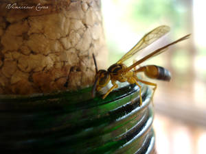 Wasp and honey 2