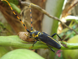 Big Antennas