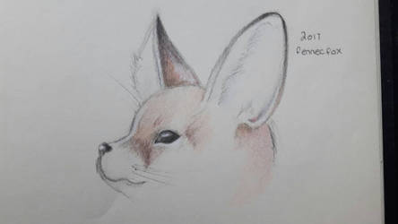 a fennec fox