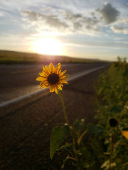 Summer Sunset Sunflower