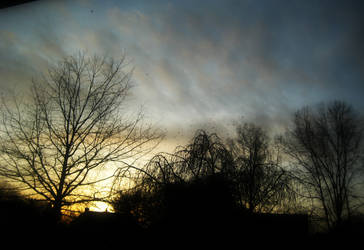 Trees at Dusk