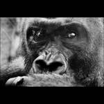 mr.gorilla by RedMagda