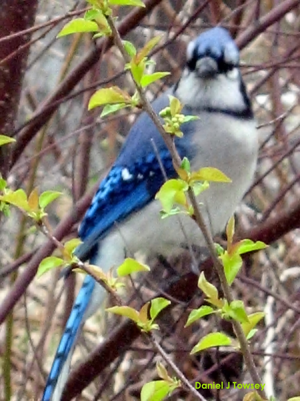 Bluejay473AA