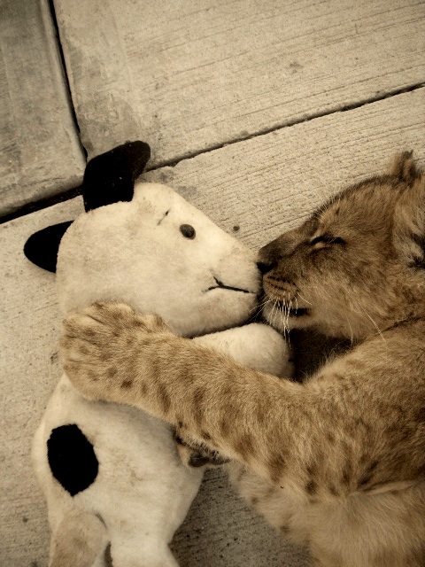 lion kiss