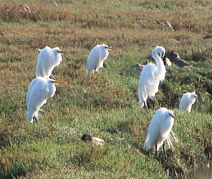 Bird Father and Egret Mafia