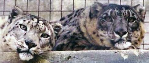 Snow Leopard Closeup3