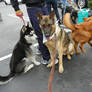 Juneau, Steele, Koda: The Terrific Trio