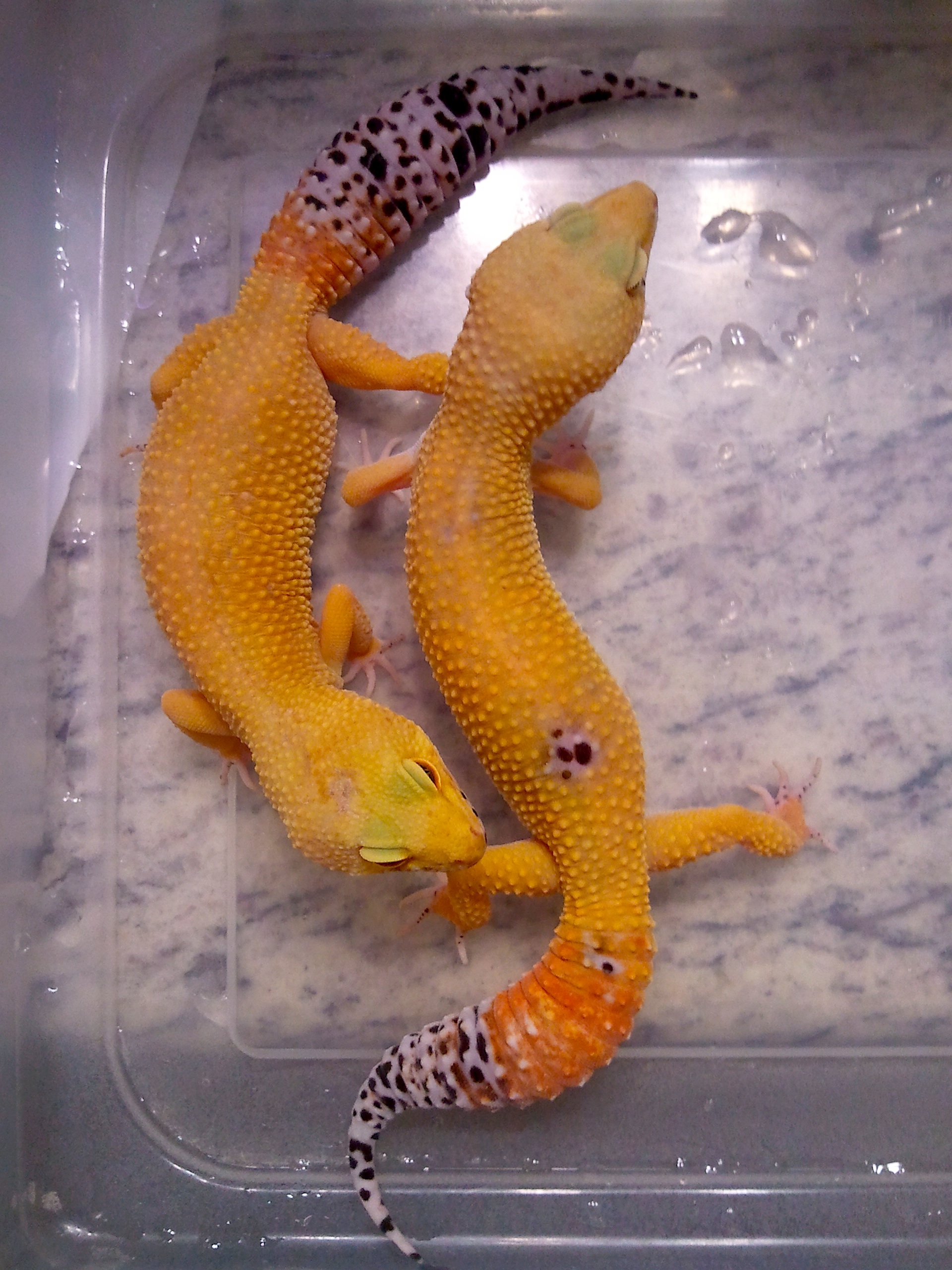 Leopard Geckos in Harmony