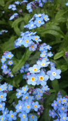 forget-me-not