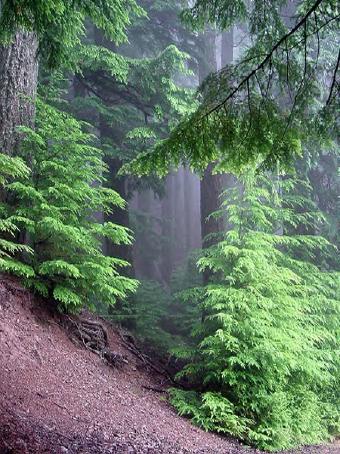 Through the trees