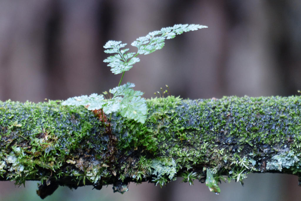 Rust to a Root by HanOneSail on DeviantArt