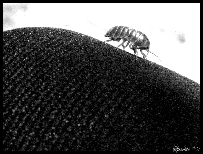 Rolly polly up close... by SparklethePirate on DeviantArt