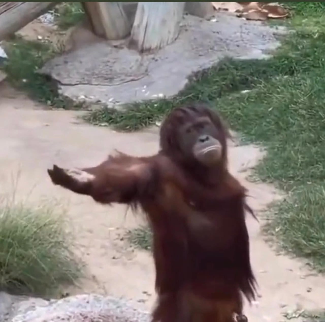 Orangutan meme by SkulduggeryBB on DeviantArt