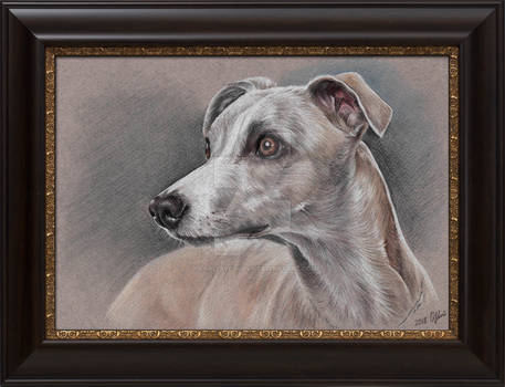 Whippet