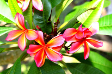 Frangipani blossom