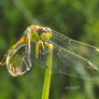 Dragonfly