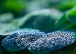 Unfocused Galaxies by John-Peter