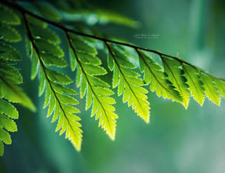 Shades of Green by John-Peter