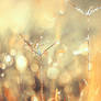 Fairy's Dust