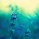 Treasures of Sea by John-Peter