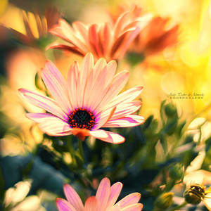 A Piece of Summer by John-Peter A Piece of Summer by John-Peter