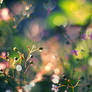 The Rainbow Forest I