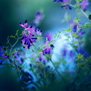 Forest Echoes by John-Peter Forest Echoes by John-Peter