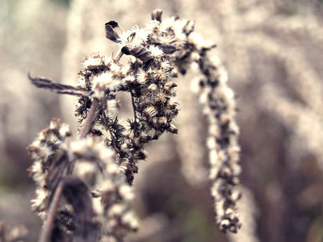 the autumnal garlands