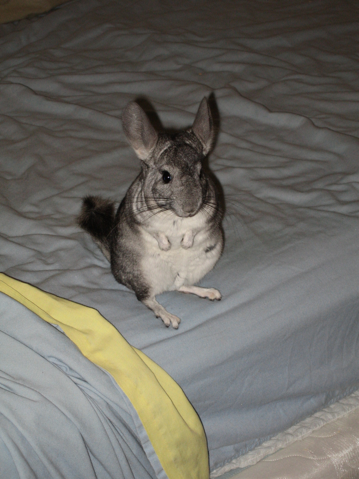 Chinchilla