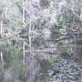 Swamp Stock 2