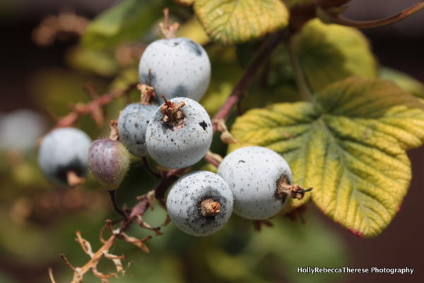 Blueberries