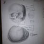 Baby Skulls