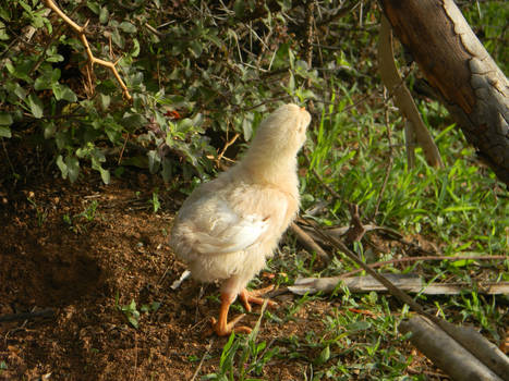 Cute little Chicken