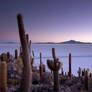 Salar de Uyuni Cacti