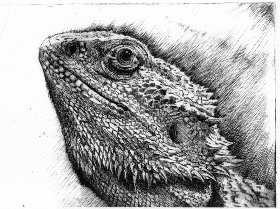 Bearded Dragon Drypoint