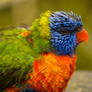 Rainbow lorikeet 2