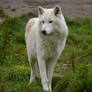 Hudson Bay wolf