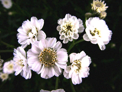 White Flowers