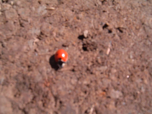 ladybird