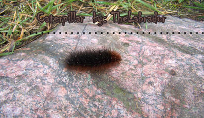 Caterpillar 3