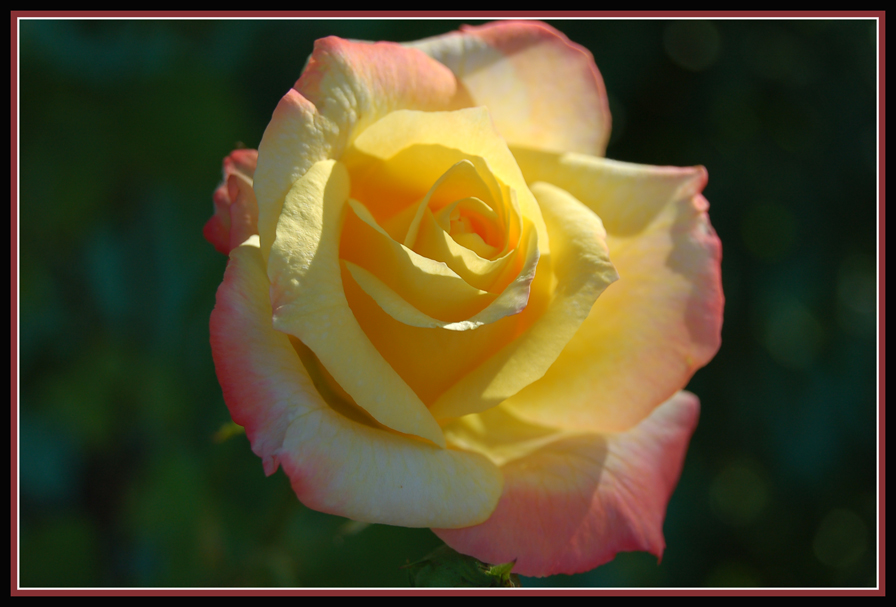 Shining rose