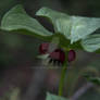 Purple Trillium