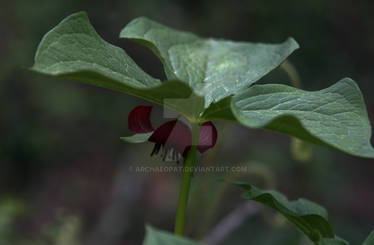 Purple Trillium