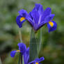 Blue Iris Two