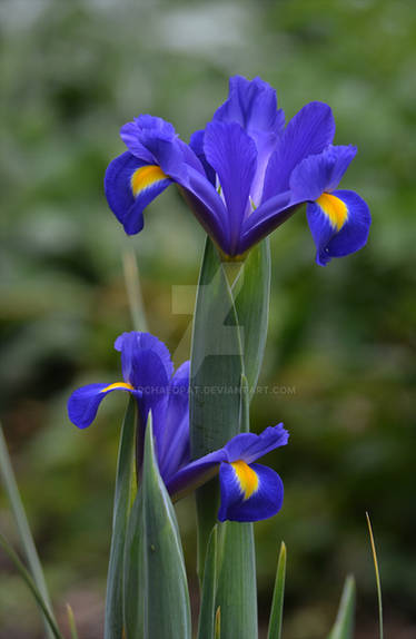 Blue Iris Two