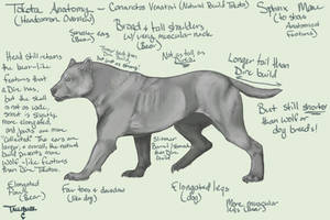 Tokota Anatomy - Headcanon - NATURAL BUILD