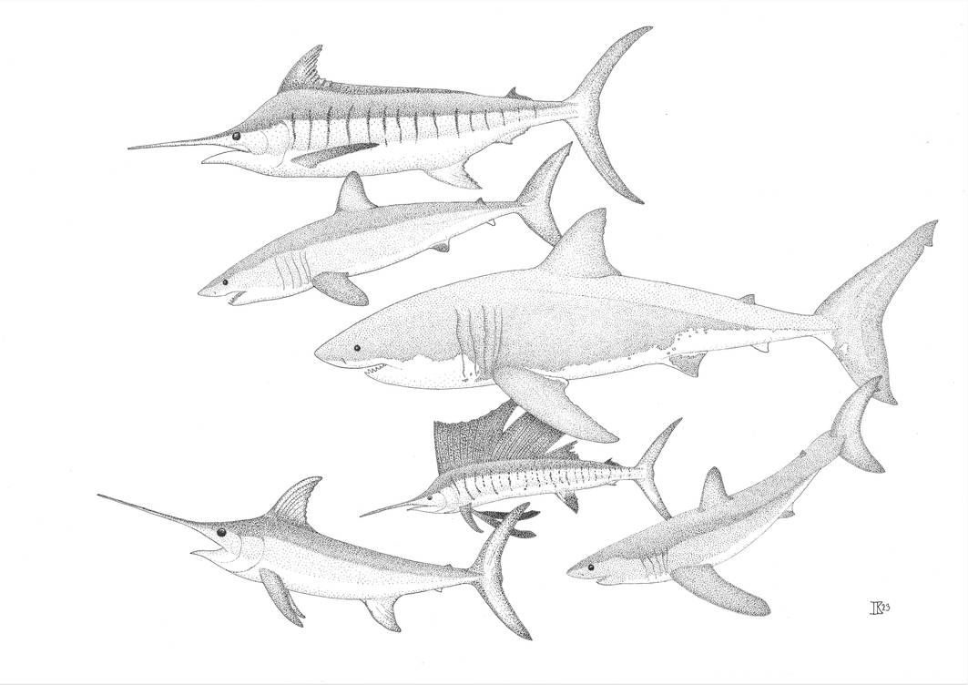 How To Draw A Giant Fish