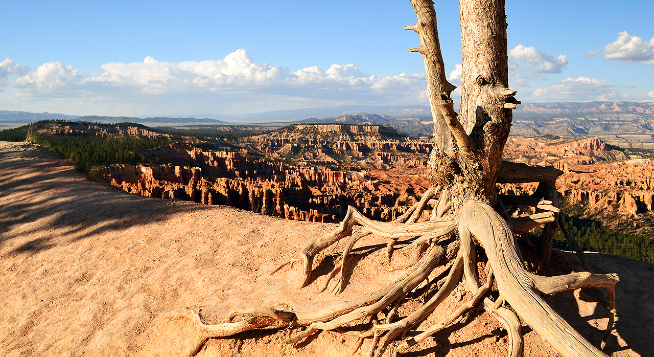 Backbone of Bryce