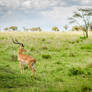 Serengeti Dream