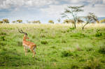 Serengeti Dream by darkhorse11 Serengeti Dream by darkhorse11